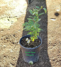 1 Gallon Potted Arrayan Fruit Tree M155041