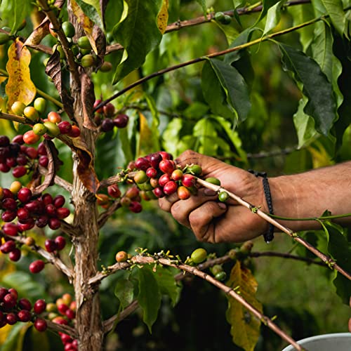 100% Kona Coffee 16 oz Bag Ground Coffee B780258
